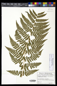 Dryopteris dowellii image