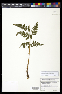 Dryopteris dowellii image