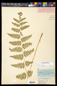 Dryopteris dowellii image