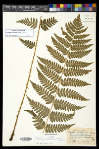 Dryopteris dowellii image