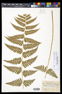 Dryopteris dowellii image