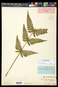 Dryopteris dowellii image