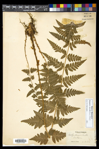 Dryopteris dowellii image