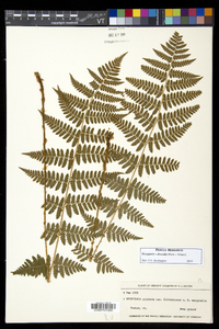 Dryopteris dowellii image