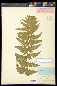 Dryopteris dowellii image