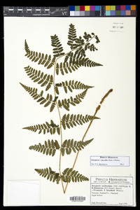 Dryopteris dowellii image