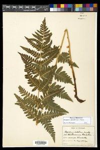 Dryopteris dowellii image