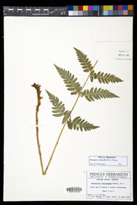 Dryopteris dowellii image