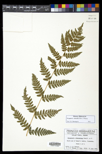 Dryopteris dowellii image