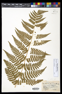 Dryopteris dowellii image