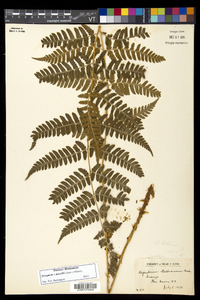 Dryopteris dowellii image