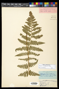 Dryopteris dowellii image