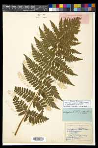 Dryopteris dowellii image