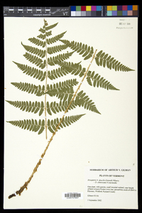 Dryopteris dowellii image