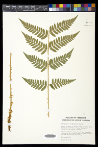 Dryopteris dowellii image