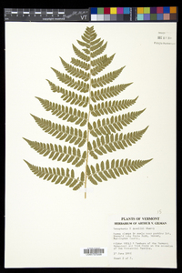 Dryopteris dowellii image