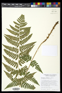 Dryopteris dowellii image