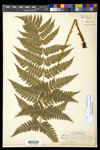 Dryopteris dowellii image