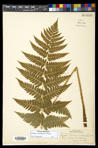 Dryopteris dowellii image