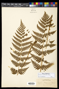 Dryopteris dowellii image