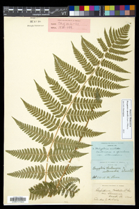 Dryopteris dowellii image