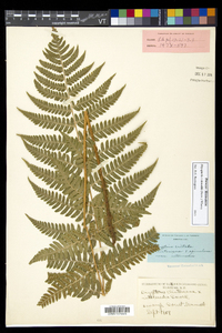 Dryopteris dowellii image