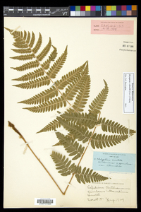 Dryopteris dowellii image