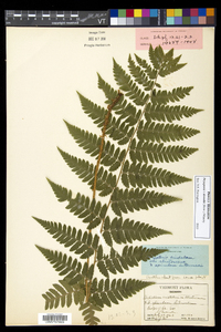 Dryopteris dowellii image