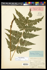 Dryopteris dowellii image