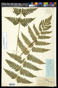 Dryopteris dowellii image