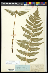 Dryopteris dowellii image