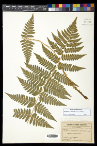 Dryopteris dowellii image