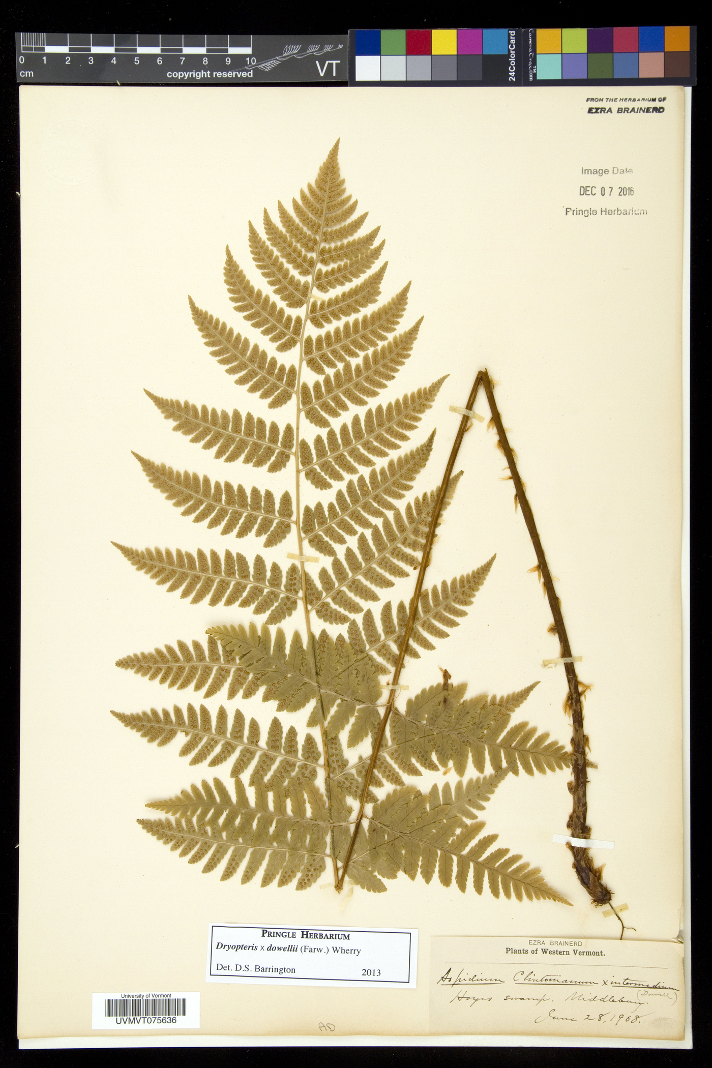 Dryopteris dowellii image