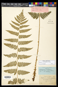 Dryopteris dowellii image