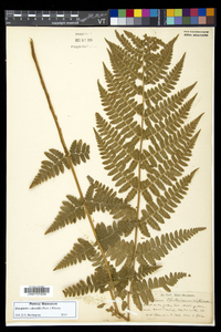 Dryopteris dowellii image