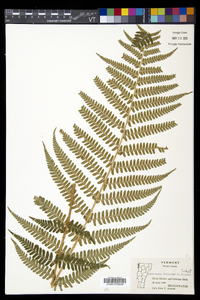 Dryopteris filix-mas image