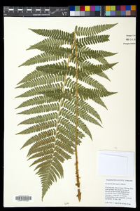 Dryopteris filix-mas image