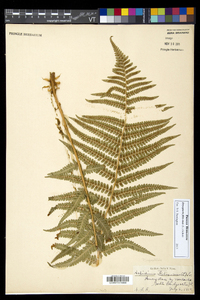 Dryopteris filix-mas image