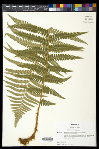 Dryopteris filix-mas image