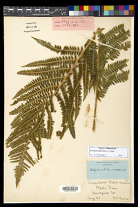 Dryopteris filix-mas image