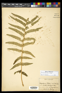 Dryopteris filix-mas image