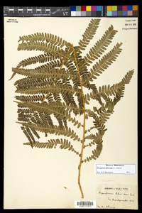 Dryopteris filix-mas image