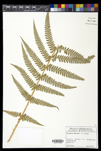 Dryopteris filix-mas image