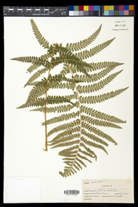 Dryopteris filix-mas image