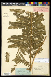 Dryopteris filix-mas image