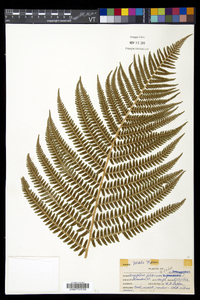 Dryopteris filix-mas image