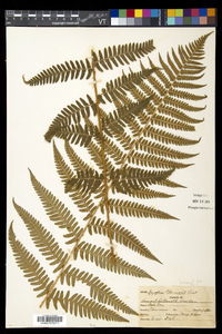 Dryopteris filix-mas image