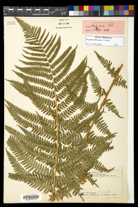 Dryopteris filix-mas image