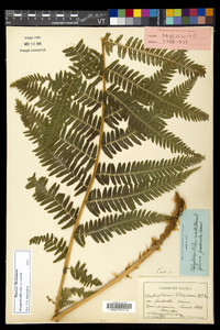 Dryopteris filix-mas image