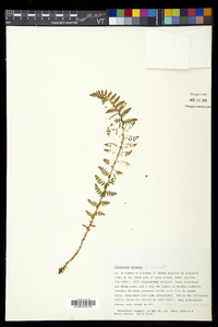 Dryopteris fragrans image